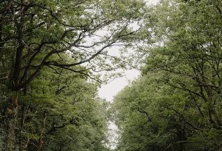 people walking on pathway between green trees during daytime