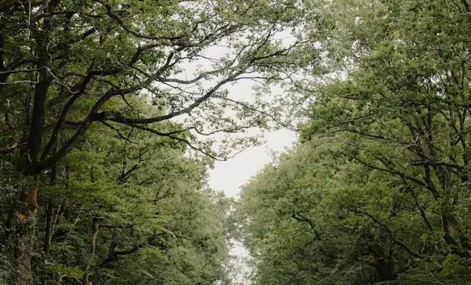 people walking on pathway between green trees during daytime